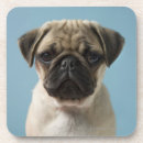 Pesquisar por filhote de cachorro do pug porta copos Animais do bebê