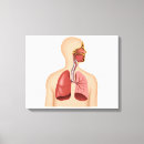 Pesquisar por respiratório sistema impressão de canvas Órgão