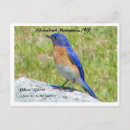 Pesquisar por bluebird cartoes postais Pássaro