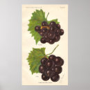 Pesquisar por uvas pôsteres pósteres Vinhedo