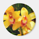 Pesquisar por orquídeas amarelas imas Exótico