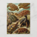 Pesquisar por haeckel de ernst cartoes postais Natureza
