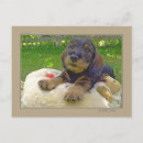 Pesquisar por wiener cartoes postais Dachshund