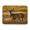 Pesquisar por odocoileus imas Texas