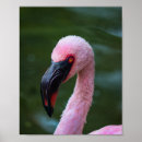 Pesquisar por flamingo pósteres Natureza