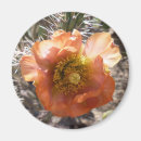 Pesquisar por sonora imas Cactos