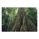Pesquisar por schafer de kevin pôsteres pósteres Costa rica