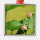 Pesquisar por flor de lótus ornamentos Jardim