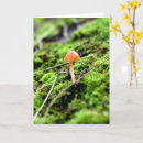 Pesquisar por plantas cartoes Musgo