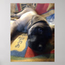 Pesquisar por mastiff inglês pôsteres pósteres Animal