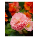 Pesquisar por flores delicadas pôsteres pósteres Fotografia