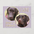 Pesquisar por labrador retriever cartoes postais Recuperador
