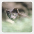 Pesquisar por cabeça do lobo adesivos Retrato