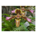Pesquisar por das orquídeas pôsteres pósteres Floração