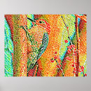 Pesquisar por pica pau pôsteres pósteres Natureza