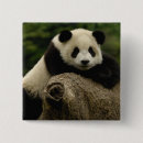 Pesquisar por comportamento botons Panda