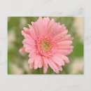 Pesquisar por gerberas cartoes postais Rosa