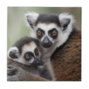 Pesquisar por lemur azulejos Bebê