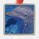 Pesquisar por nariz ornamentos Fauna