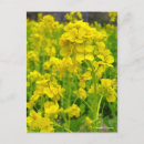 Pesquisar por canola cartoes postais Flor