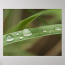 Pesquisar por lâmina de grama fotografia Natureza