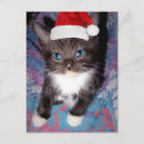 Pesquisar por humor natal cartoes postais Animal