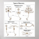 Pesquisar por neuron pôsteres pósteres Neurologista