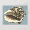 Pesquisar por conchas cartoes postais Shell