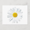 Pesquisar por daisy cartoes postais Buquê