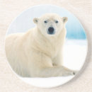 Pesquisar por urso polar porta copos Animal