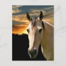 Pesquisar por pele cartoes postais Equino