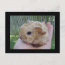 Pesquisar por gerbil cartoes postais Fofo