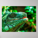 Pesquisar por iguana verde pôsteres pósteres Natureza