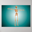 Pesquisar por esqueletal pôsteres pósteres Biologia