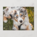 Pesquisar por australian cartoes postais Cachorrinho