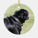 Pesquisar por pug preto ornamentos Carlin