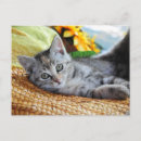 Pesquisar por kitten cartoes postais Gato