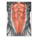 Pesquisar por cartilagem cartoes postais Corpo humano