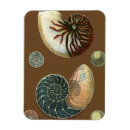 Pesquisar por taupe imas Concha