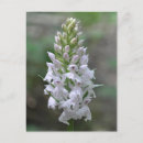 Pesquisar por plantas nativas cartoes postais Floral