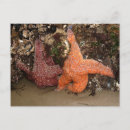 Pesquisar por starfish cartoes postais Fotografia da natureza