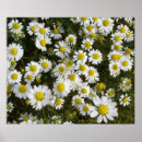 Pesquisar por campo das margaridas pôsteres pósteres Para todos