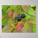 Pesquisar por flathead pôsteres pósteres Madre