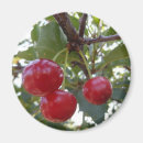 Pesquisar por fruta imas Agricultura