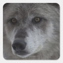 Pesquisar por cabeça do lobo adesivos Animais selvagens