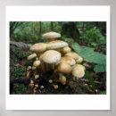 Pesquisar por desordem Natureza