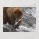Pesquisar por urso marrom cartoes postais Natureza