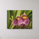 Pesquisar por híbrido impressão de canvas Orquídea híbrida