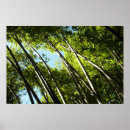Pesquisar por bambu verde pôsteres pósteres Floresta