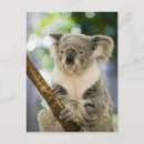 Pesquisar por oceania cartoes postais Queensland